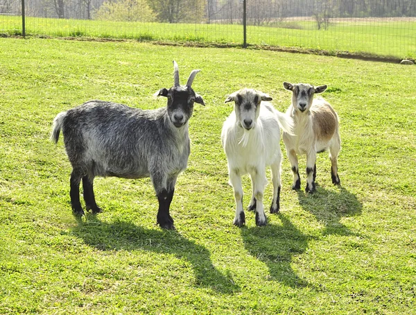 Bir gruptaki keçi — Stok fotoğraf