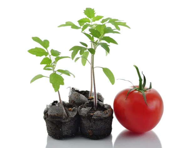 Tomatplantor — Stockfoto