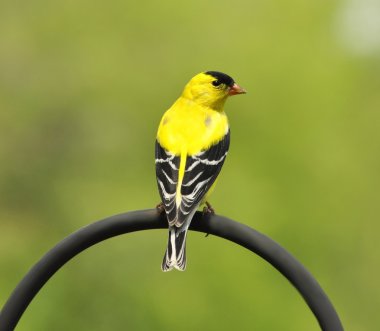 Sarı Kuş