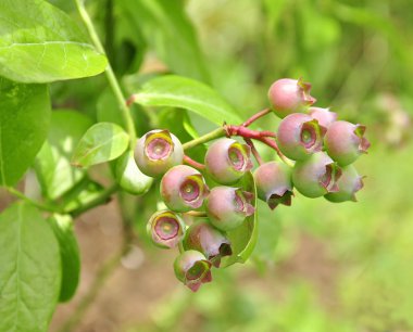 Blueberrie