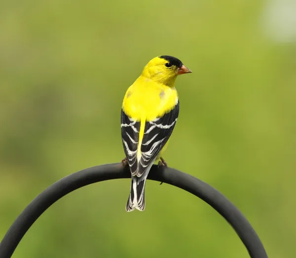 Pájaro amarillo — Foto de Stock