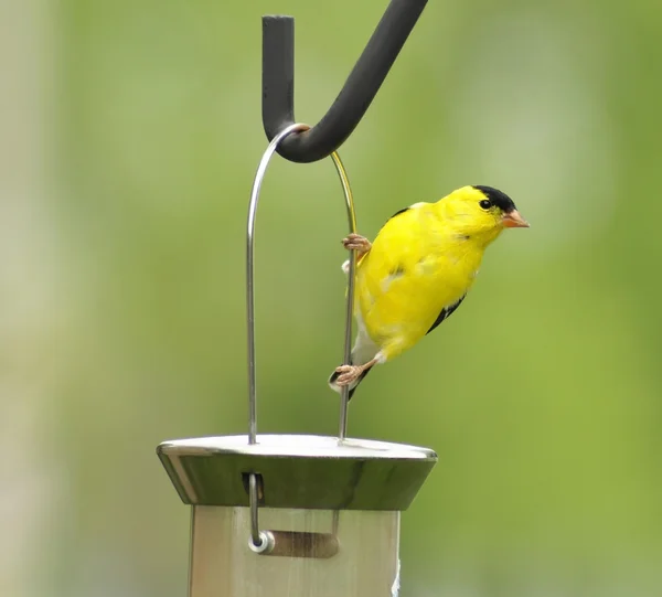 Жовтий птах — стокове фото