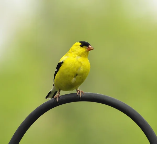 黄色の birda — ストック写真