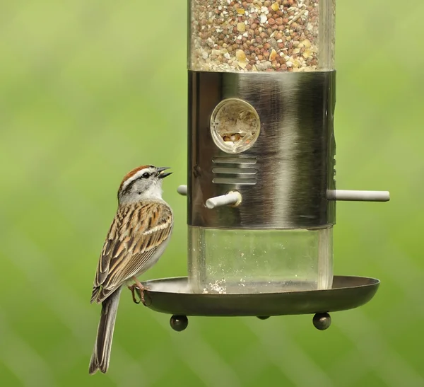 stock image Sparrow