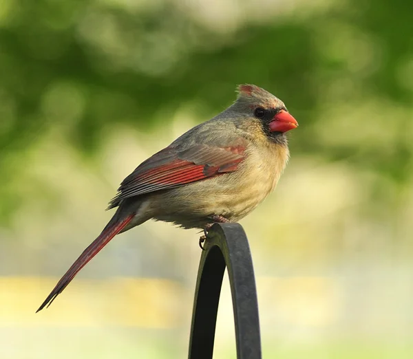 Cardinal female — Stock Photo, Image