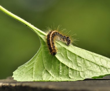 Black caterpillar