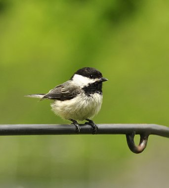 Black-capped chickadee clipart