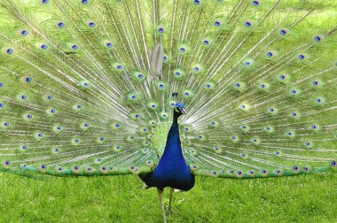 Peacock clipart