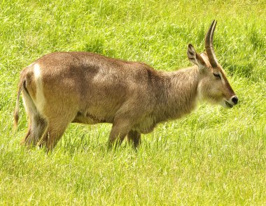 Waterbuck