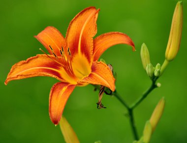 Turuncu lily