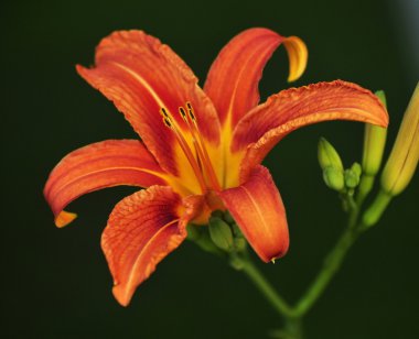 Turuncu lily