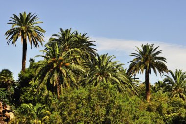 Palmiye ağaçları