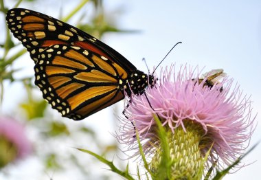 Monarch Butterfly clipart