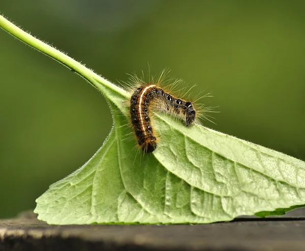 Black caterpillar — Stok fotoğraf