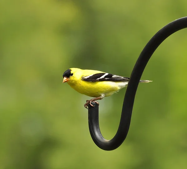 Perched goldfinch — Stock Photo, Image