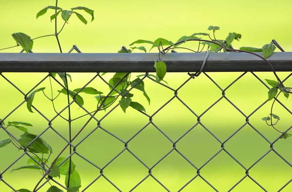 Reben auf einem Zaun — Stockfoto