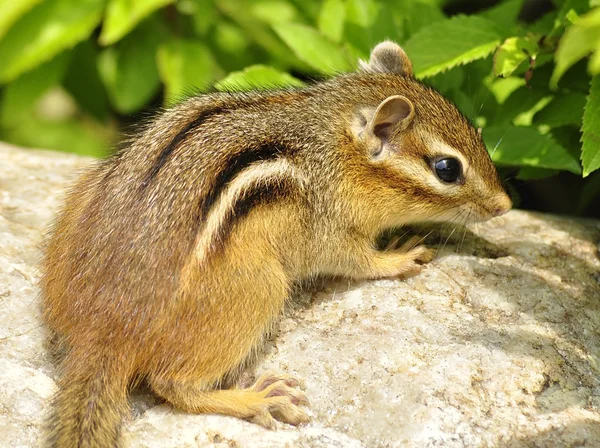 다람쥐 — 스톡 사진