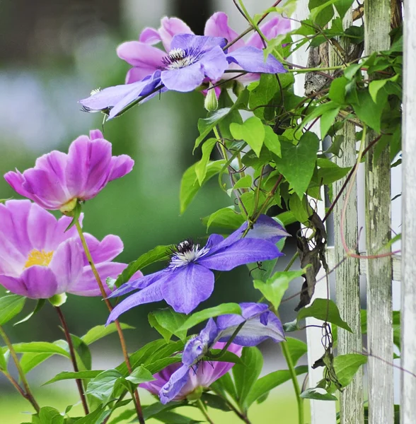 stock image Clematis flowers