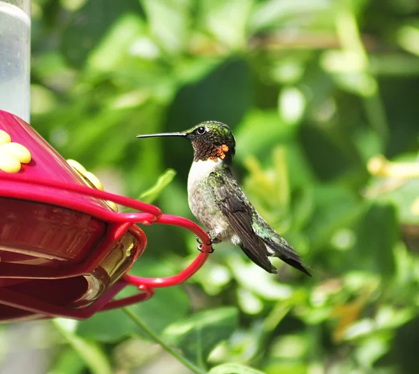 Koliber — Zdjęcie stockowe