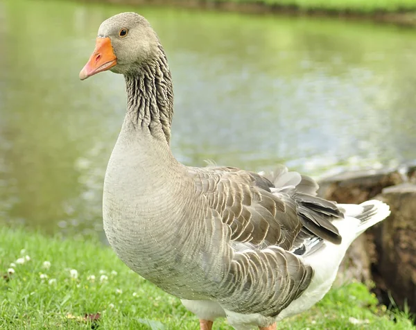 Wild goose — Stock Photo, Image