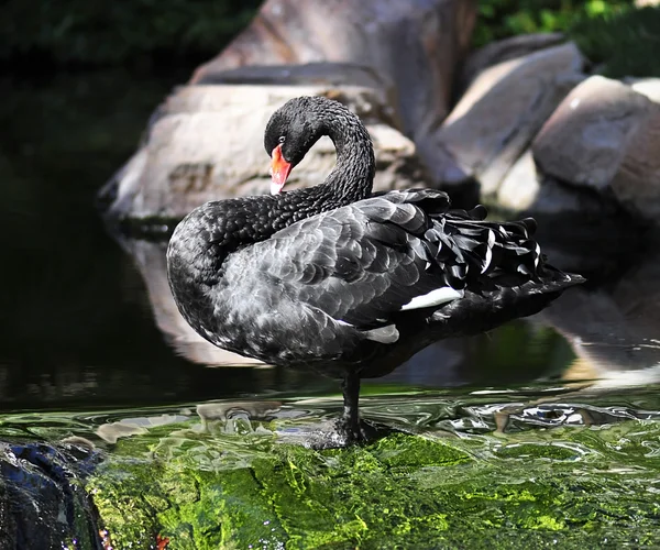 黒白鳥 — ストック写真
