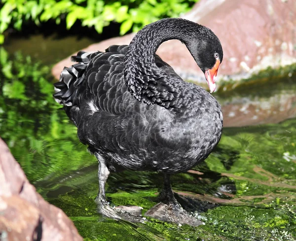 黒白鳥 — ストック写真