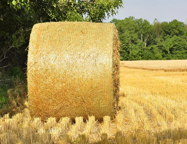 Hay bails in a field — Stock Photo, Image