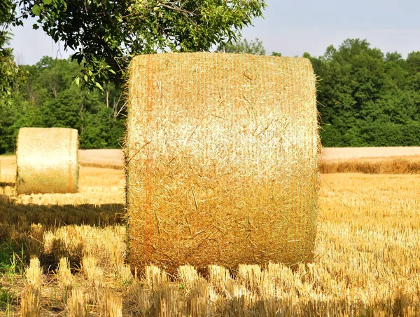 Hay bails in a field — Stok fotoğraf