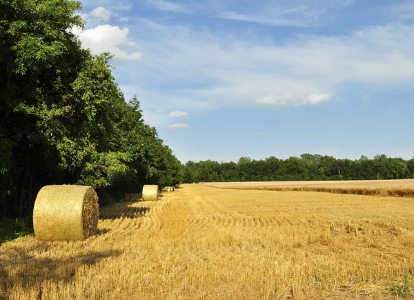 Hay bails in a field — Stok fotoğraf