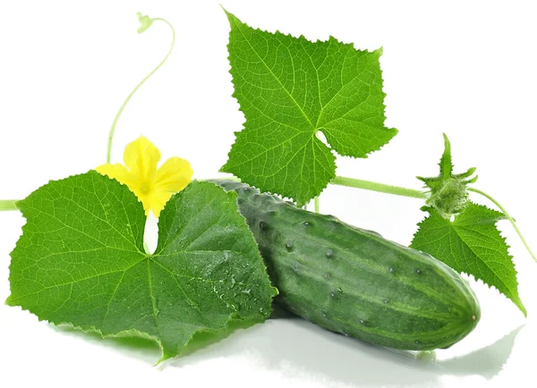 Fresh cucumber — Stock Photo, Image