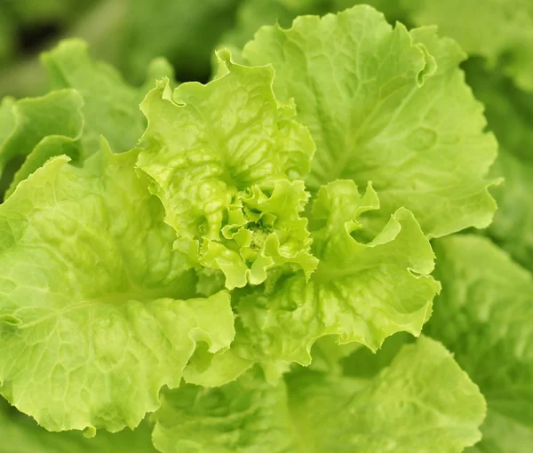 Stock image Lettuce in a garden