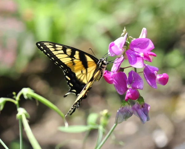 Stock image Yellow butterfly