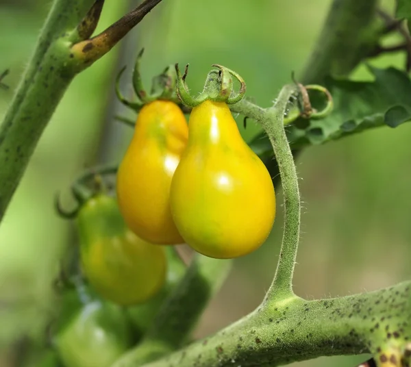 Tomates jaunes — Photo
