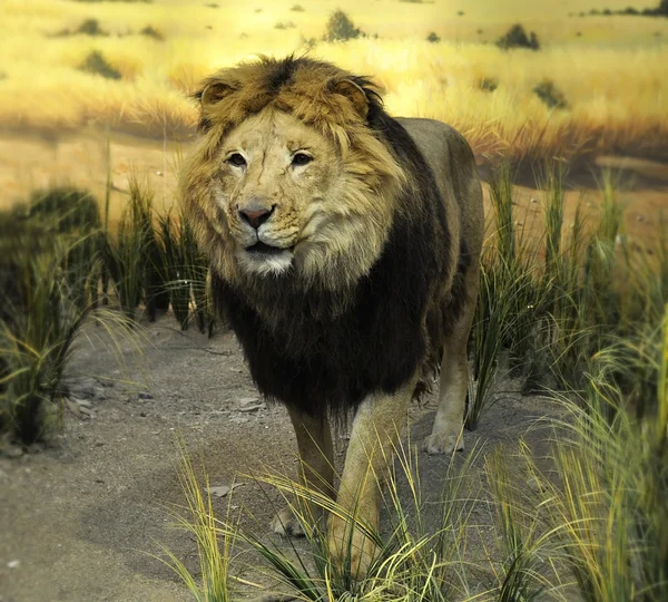 Фаршированный лев — стоковое фото