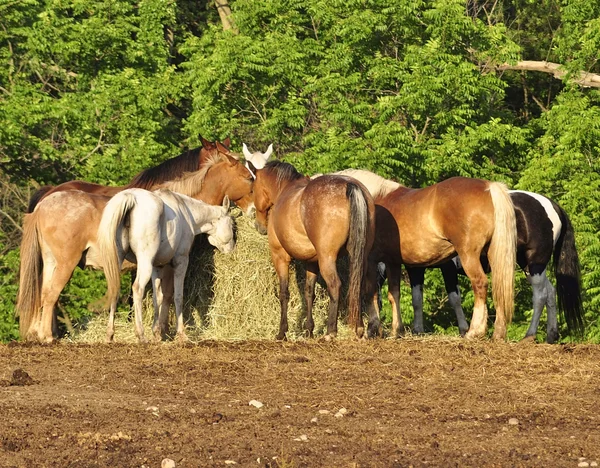 Konie żywienie na farmie — Zdjęcie stockowe