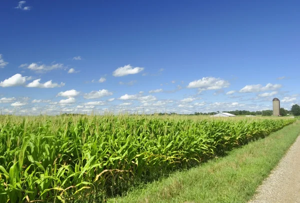 Campo de maíz —  Fotos de Stock