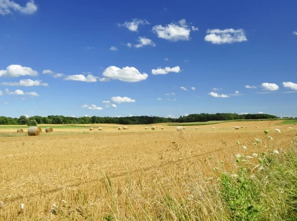 Country summer landscape — Stock Photo, Image