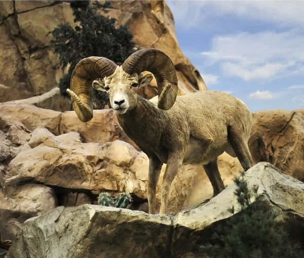 Pustynia owiec bighorn — Zdjęcie stockowe