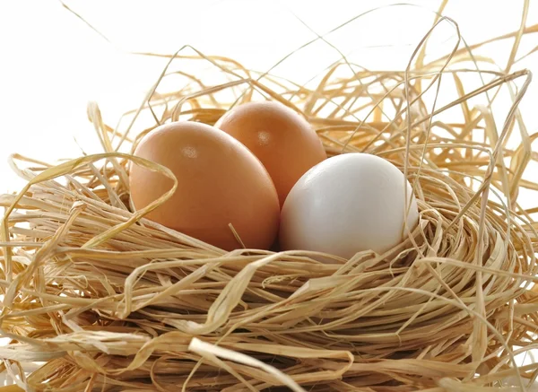 stock image Eggs