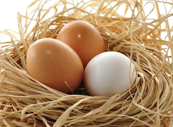 stock image Eggs