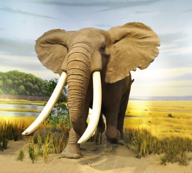 Картина, постер, плакат, фотообои "африканский слон постеры картины цветы насекомые", артикул 6744259