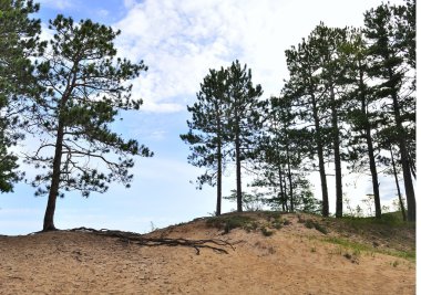 çam ağaçlarının dunes üzerinde