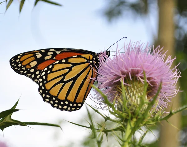 stock image Monarch Butterfly