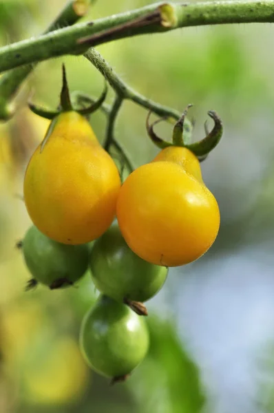 黄色西红柿 — 图库照片
