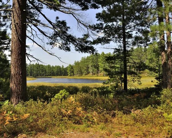 森林中的小湖 — 图库照片