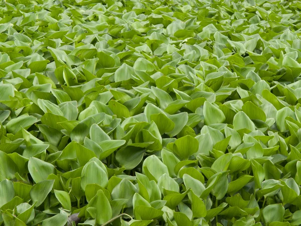 stock image Water Hyacinth cover a pond