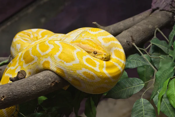 Slang, gouden Thaise python, focus op ogen — Stockfoto