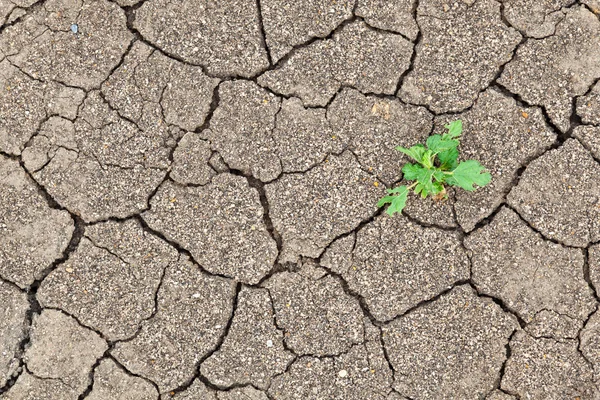 Piccola crescita delle piante tra la consistenza del suolo incrinato — Foto Stock