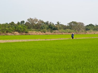 bir çiftçi bir ricefield çalışıyor