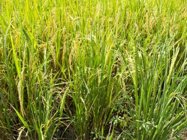 Yeşil ricefield